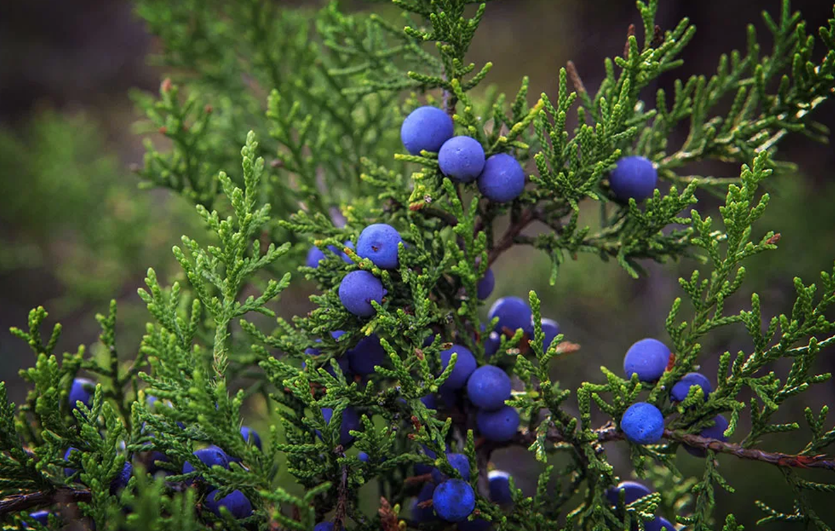 Juniper Berry можжевельник. Артыш можжевельник куст. Артыш можжевельник куст можжевельника. Шишкоягоды можевельник.