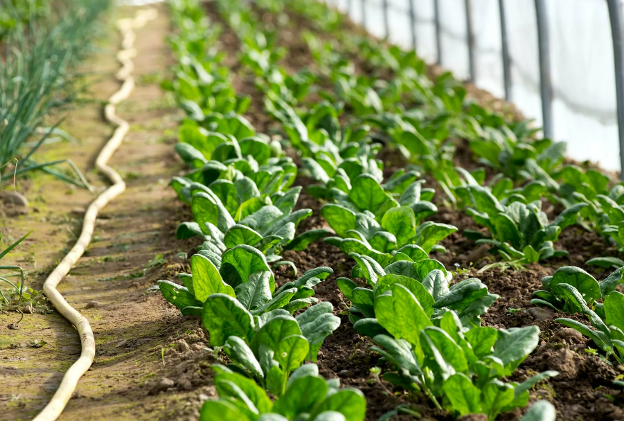 Фотография взята из источника vashsad24.com