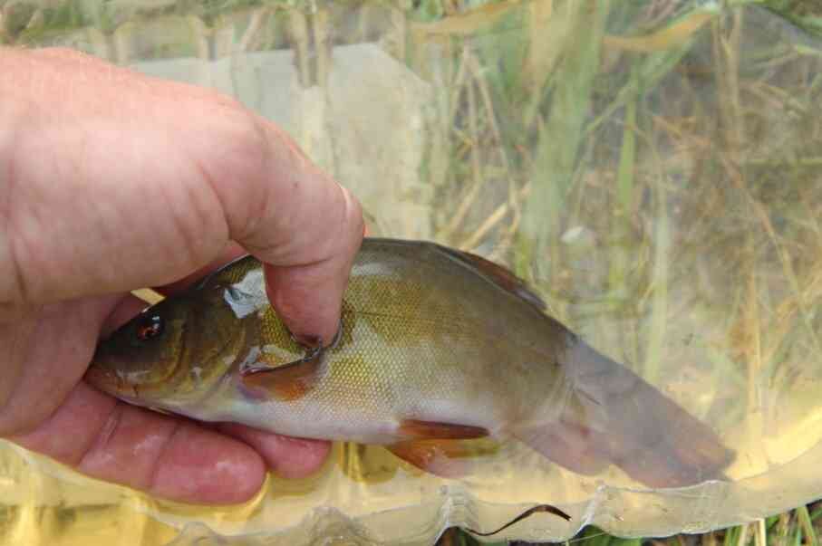 Фото с сайта: https://moreprodukt.info/wp-content/uploads/2022/02/malenkiy-lin.jpg