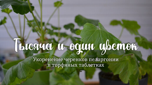 Простой способ укоренения черенков пеларгонии - в торфяных таблетках