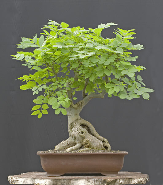 Ясень бонсай. Источник: bonsai-figures.ucoz.ru