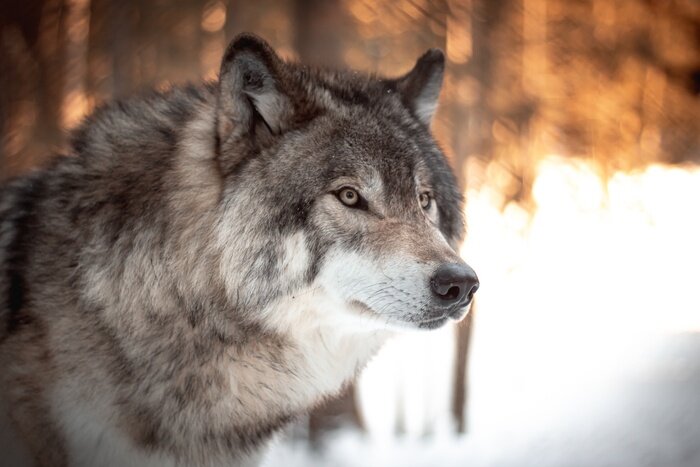 На Урале на сады напали волки | Uralweb.ru | Дзен