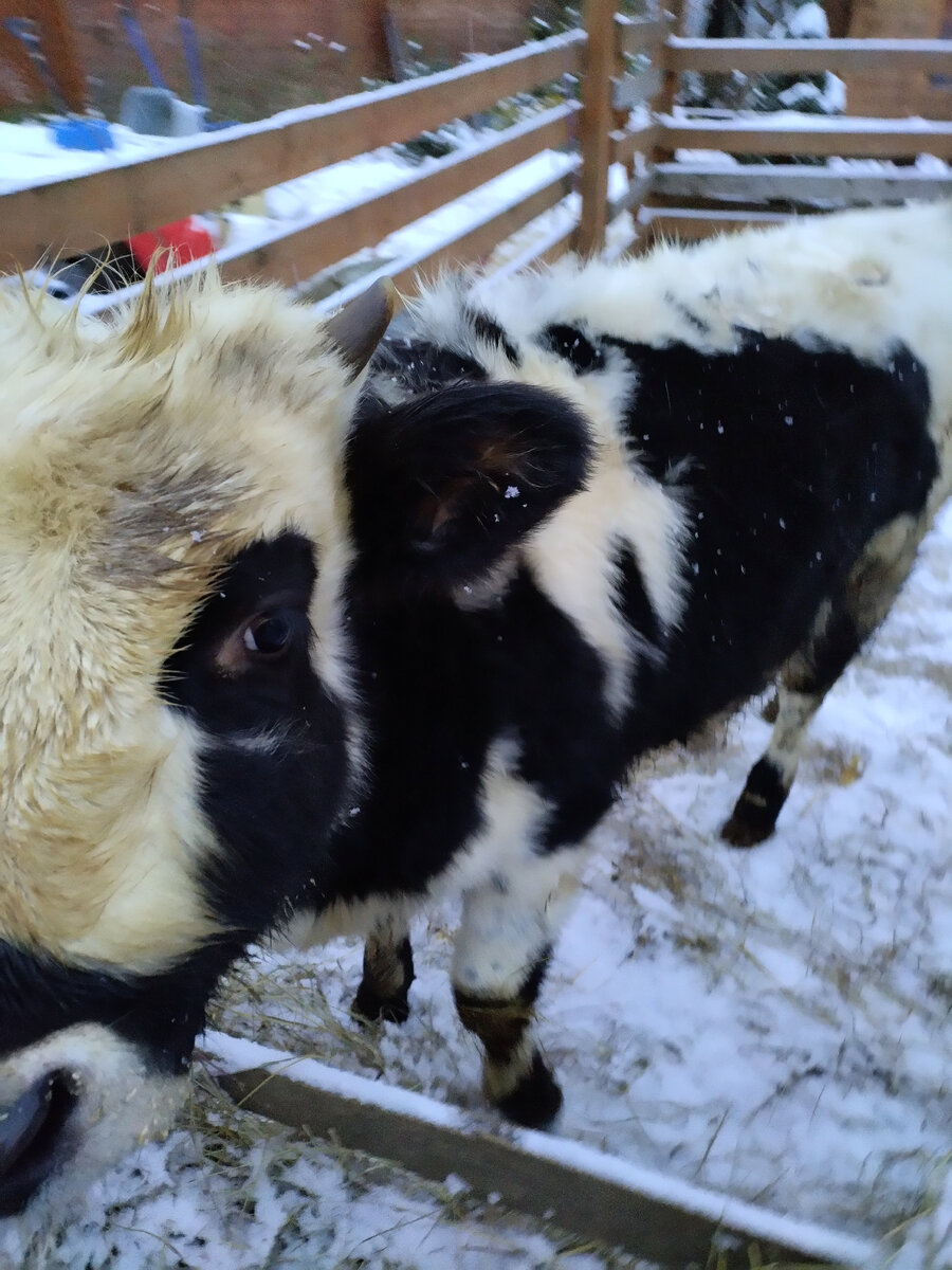 Чукурук, или Чуня, Чуньчик, умница и красавица. Кандидат на от'езд