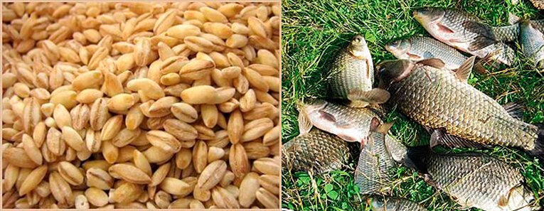 Фото с сайта: https://fishingday.org/wp-content/uploads/2016/03/5-5.jpg