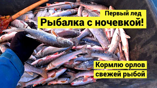 Рыбалка с ночевкой на первом льду! Кормлю орлов свежей рыбой