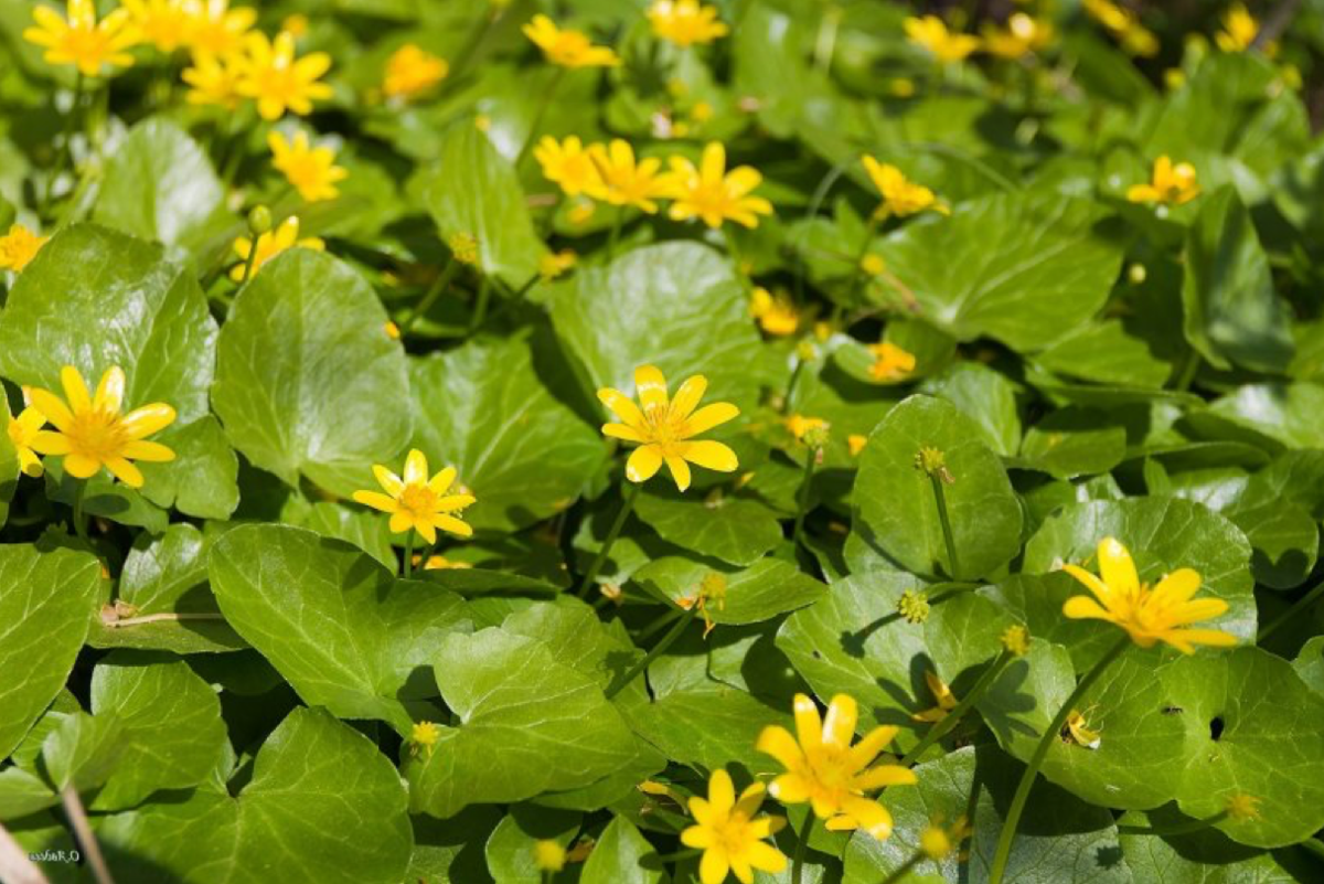 Цветут листья. Чистяк весенний (Ranunculus ficaria). Первоцвет Чистяк. Лютик весенний Чистяк. Чистяк весенний ficaria Verna.