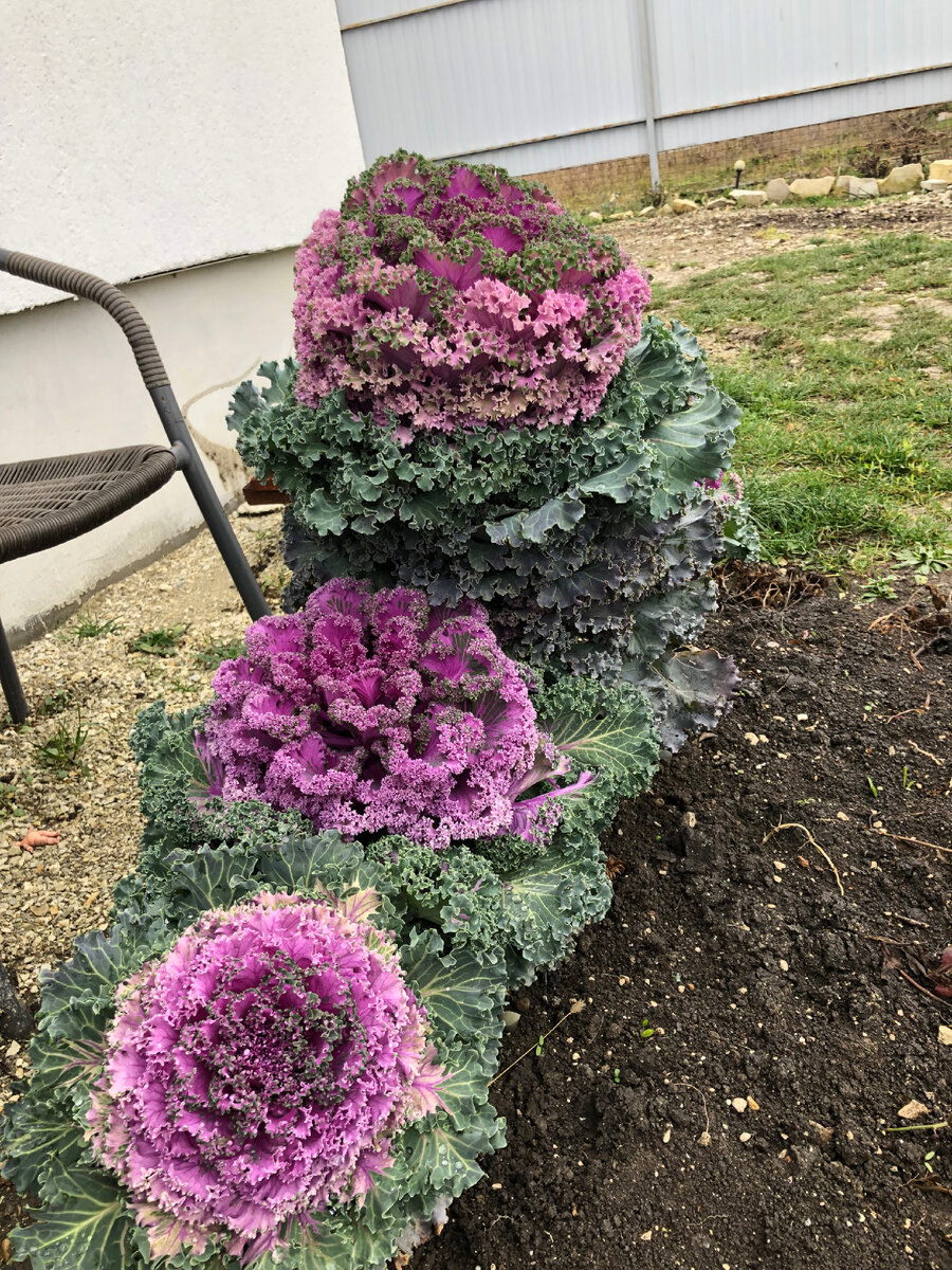 Декоративная капуста