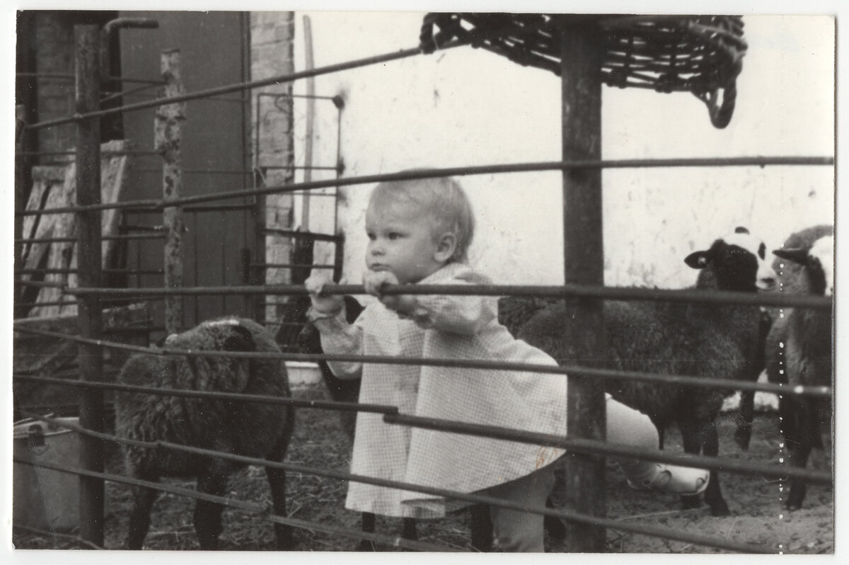 На этой фотографии из домашнего архива я, окружённая баранами, смотрю в будущее с надеждой
