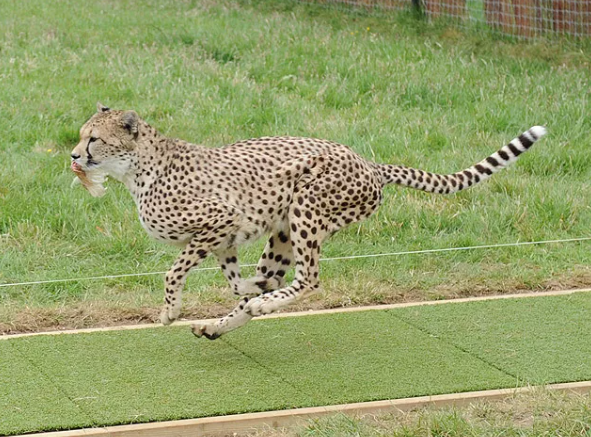 Гепард в середине прыжка с приманкой во рту. (Фотография предоставлена Джимом Ашервудом)  