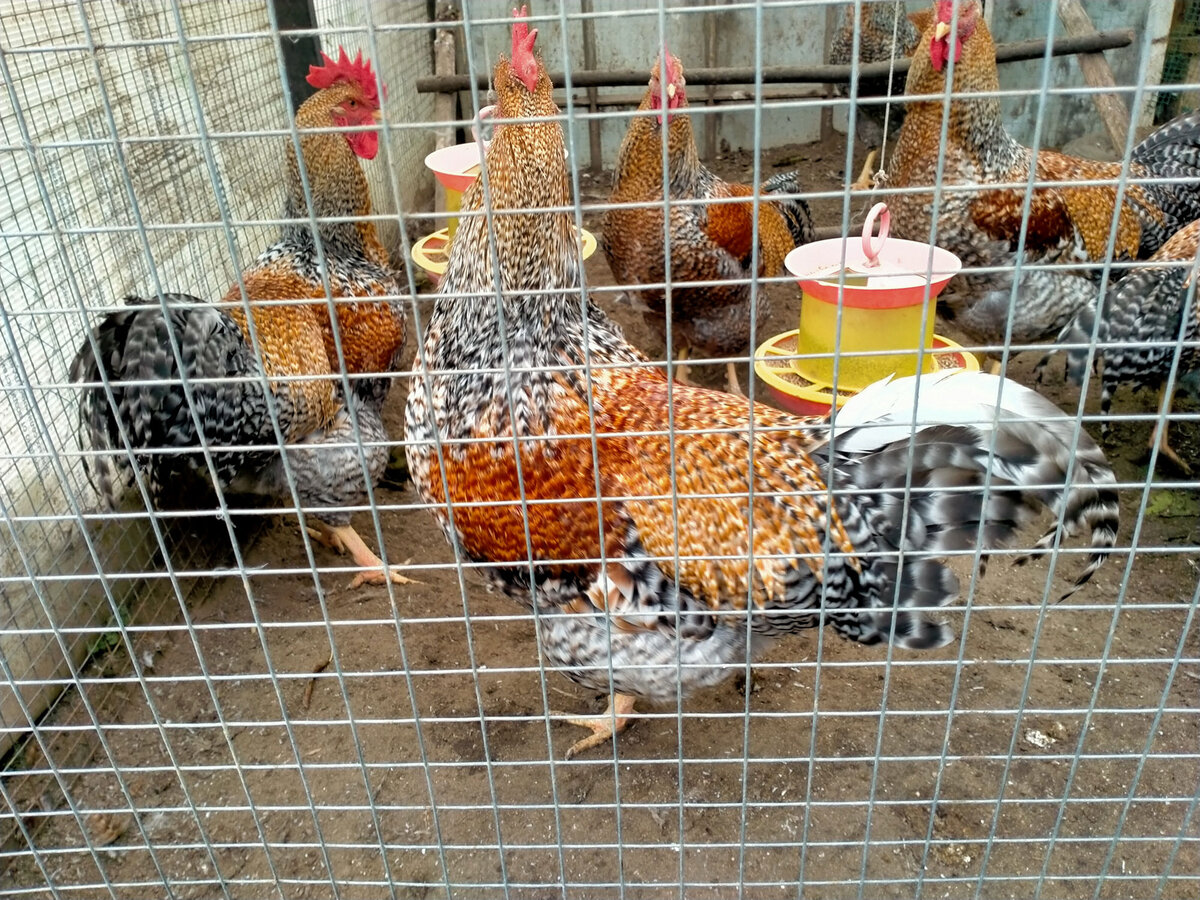 А петухов у меня бывает много. Рекорд – 23