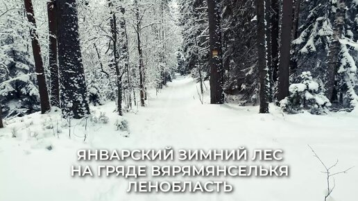 Январский зимний лес на гряде Вярямянселькя, Ленобласть