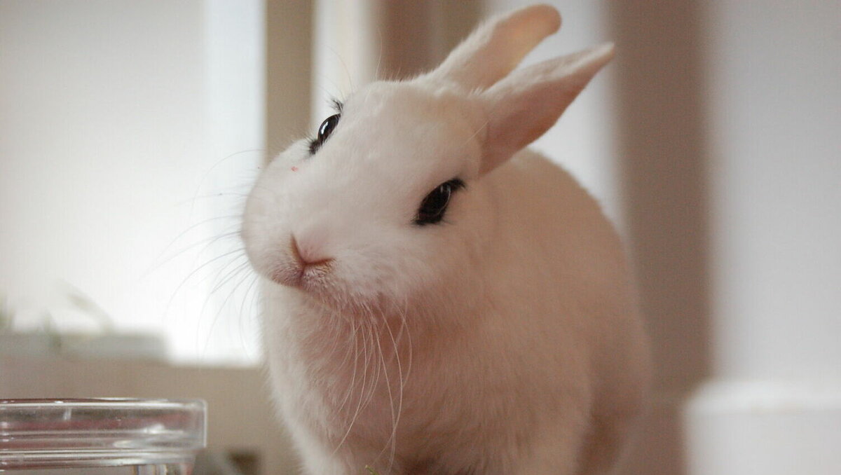     В Кисловодске проводится сбор елок, которыми в дальнейшем будут подкармливать кроликов, сообщили в городской администрации.