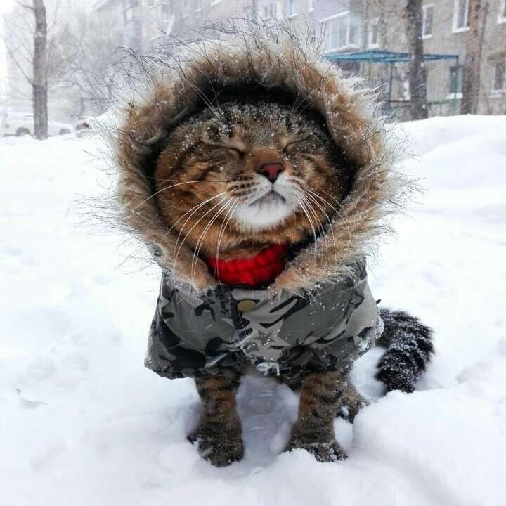 иллюстрация из яндекс картинки.