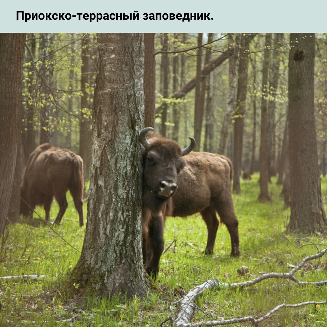 животные парка россии