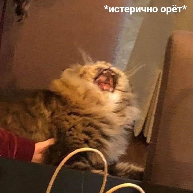 А это котик грустит, потому что кое-кто не дочитал до конца, не поставил лайк, не прокомментировал и не подписался на канал:( 