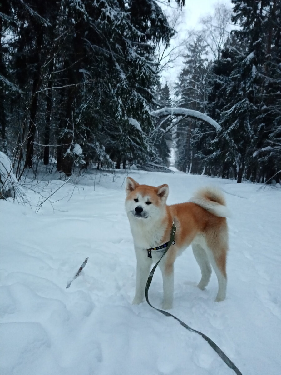 прогулки 