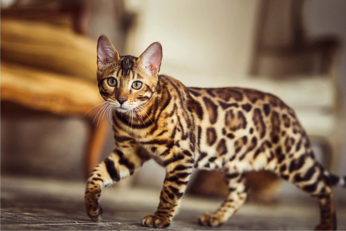 Фото с сайта - https://www.proplan.ru/breeders/zdorove/okrasy-bengalskikh-koshek