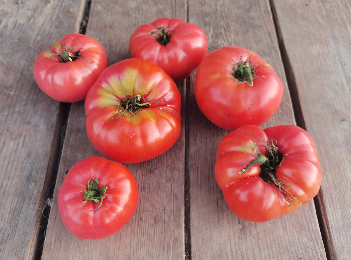 томаты малиновый гигант отзывы фото урожайность