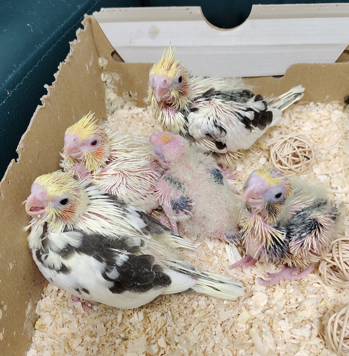 19 ноября, малышам 19, 17, 15, 13 и 10 дней. Все фото автора.