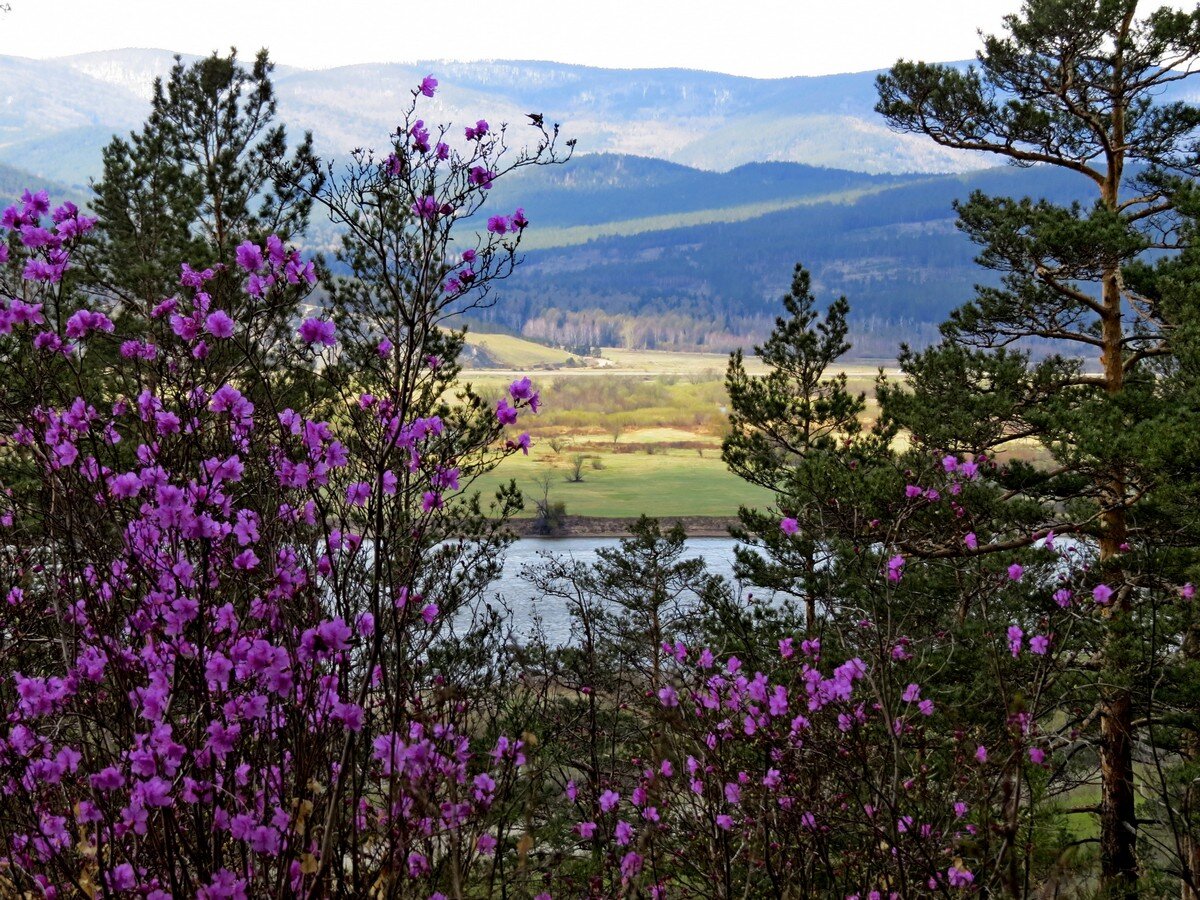 Пейзаж забайкальского края