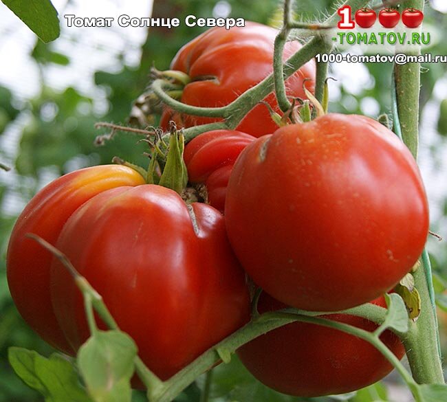 Томат Солнце Севера Sun North  фото 1