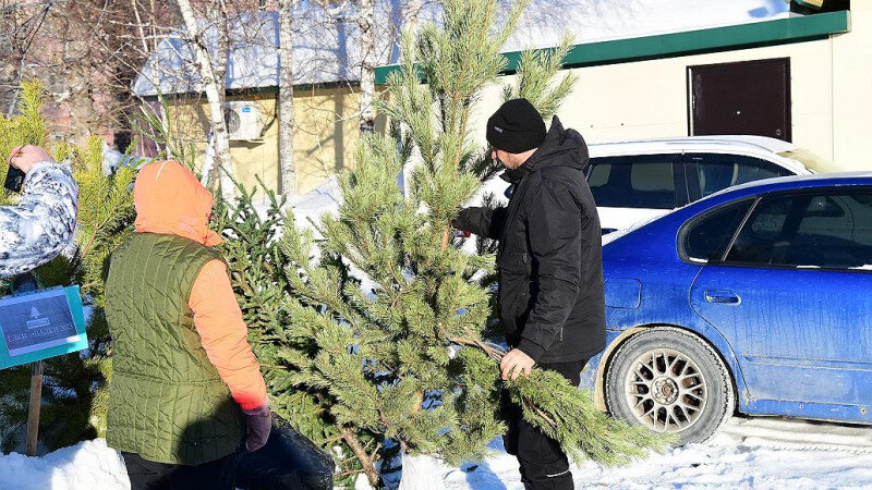     Барнаульцы сдают новогодние ели на переработку Мэрия Барнаула