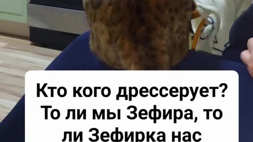 Зефирка и Оливка | Дрессировка- кто кого | Дзен