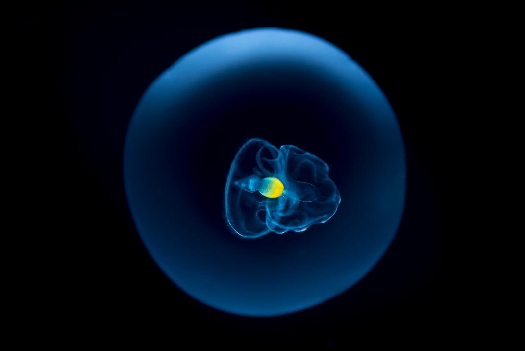 Личинка морского огурца свободно плавает в воде. Когда он достигнет зрелости, у него разовьется характерная удлиненная форма.