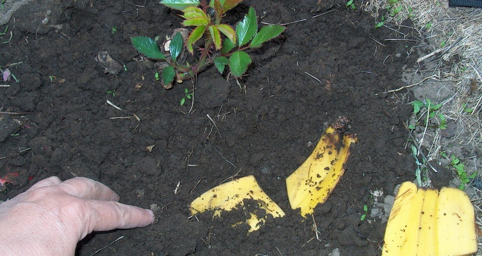 Los plátanos son la fuente más rica en potasio y, por lo tanto, deben consumirse con regularidad. Especialmente en familias con niños pequeños. Pero las cáscaras de plátano no pueden ser menos útiles que la fruta misma.-4