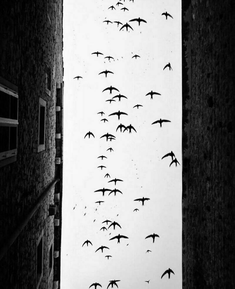    Moises Levy