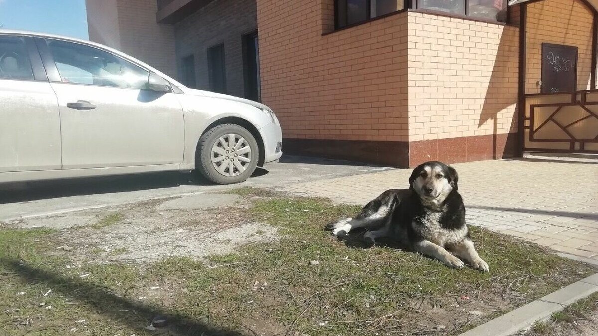     Жильцы собрали несколько видео, на которых пес нападает и кусает заходящих в подъезд людей.