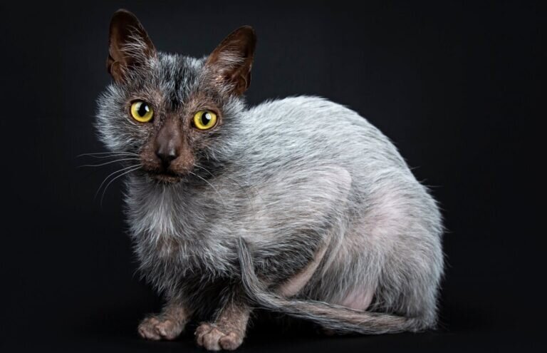 12 удивительно странных пород кошек | СМЕШНЫЕ КОШКИ 😻 | Дзен