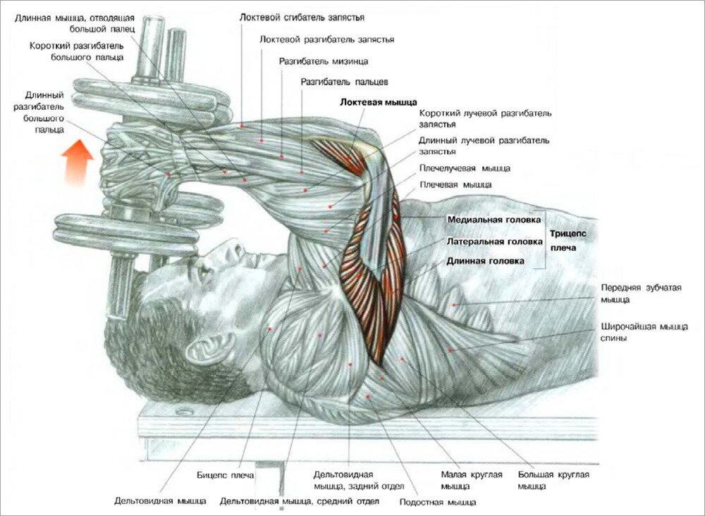 Таблица идеальных пропорций джо вейдера. Французский жим мышцы задействованы. Подъем штанги на бицепс стоя. Обхват бицепса у мужчин норма таблица. Норматив жим на бицепс мужские.