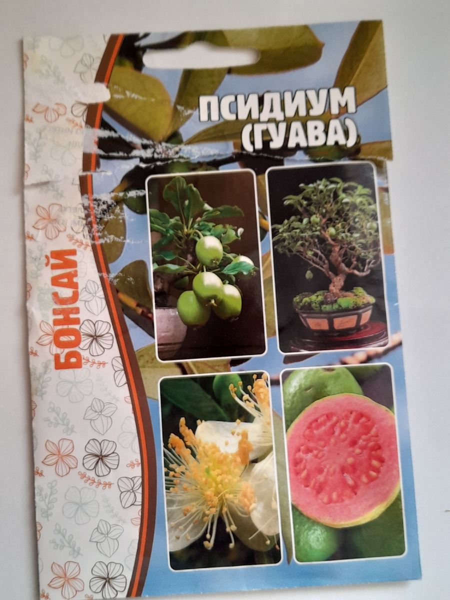 Семена псидиума