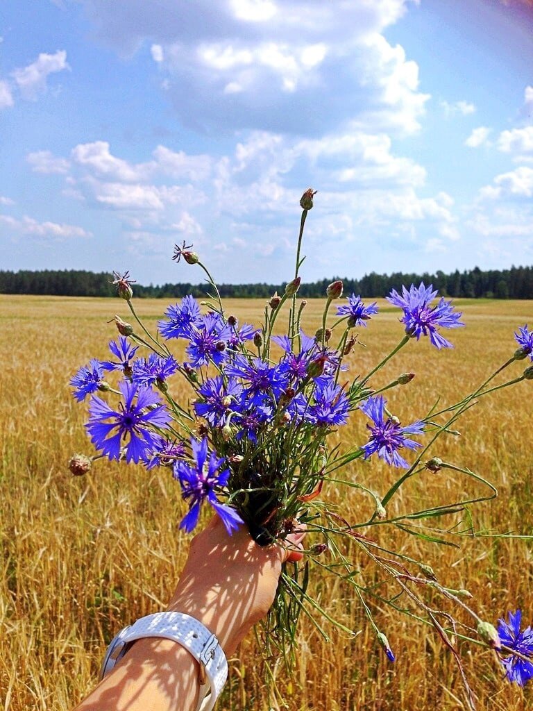 Васильки из Теребаева. Фото из Интернета