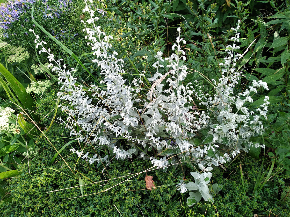 Полынь горькая трава лекарственное растительное. Полынь лрс. Инвасан для детей. Полынь валери финнис. Полынь каталог.