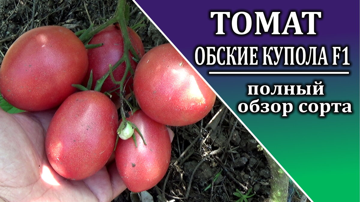 Помидоры купола описание сорта. Томат Обские купола. Томат розовые купола. Томаты для Сибири.