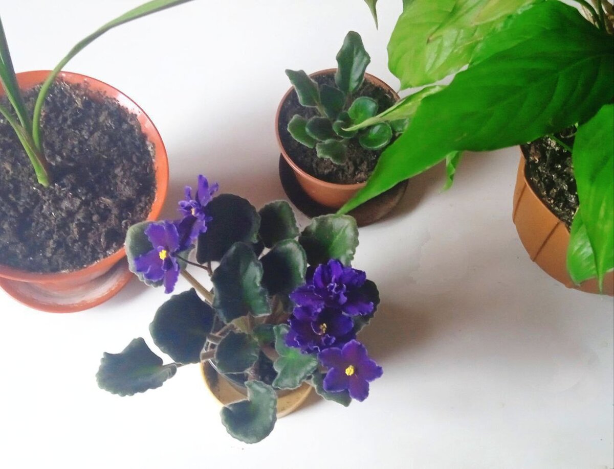 Цветам для здоровья необходимо железо