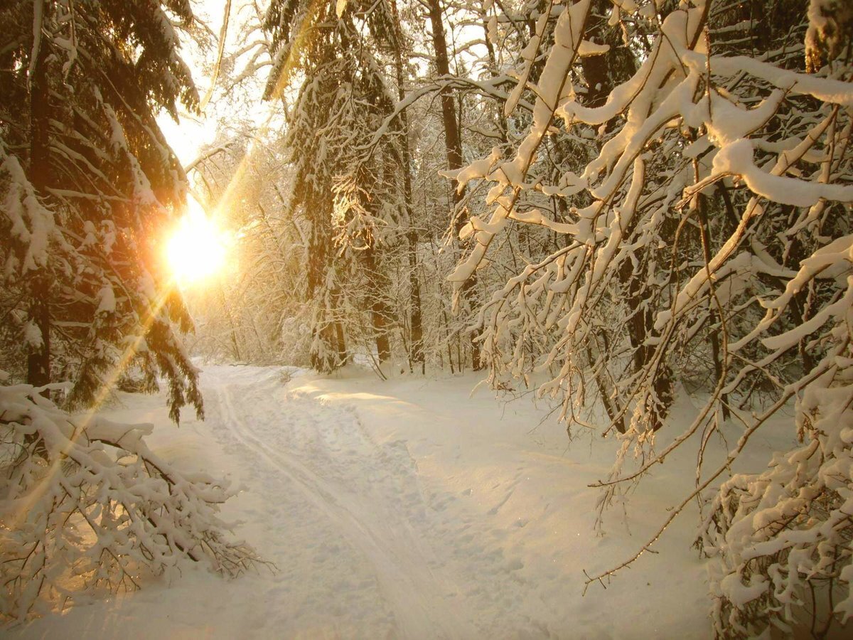 Утро природа февраль. Зима в лесу. Зима солнце. Зимний лес солнце. Зимой в лесу.