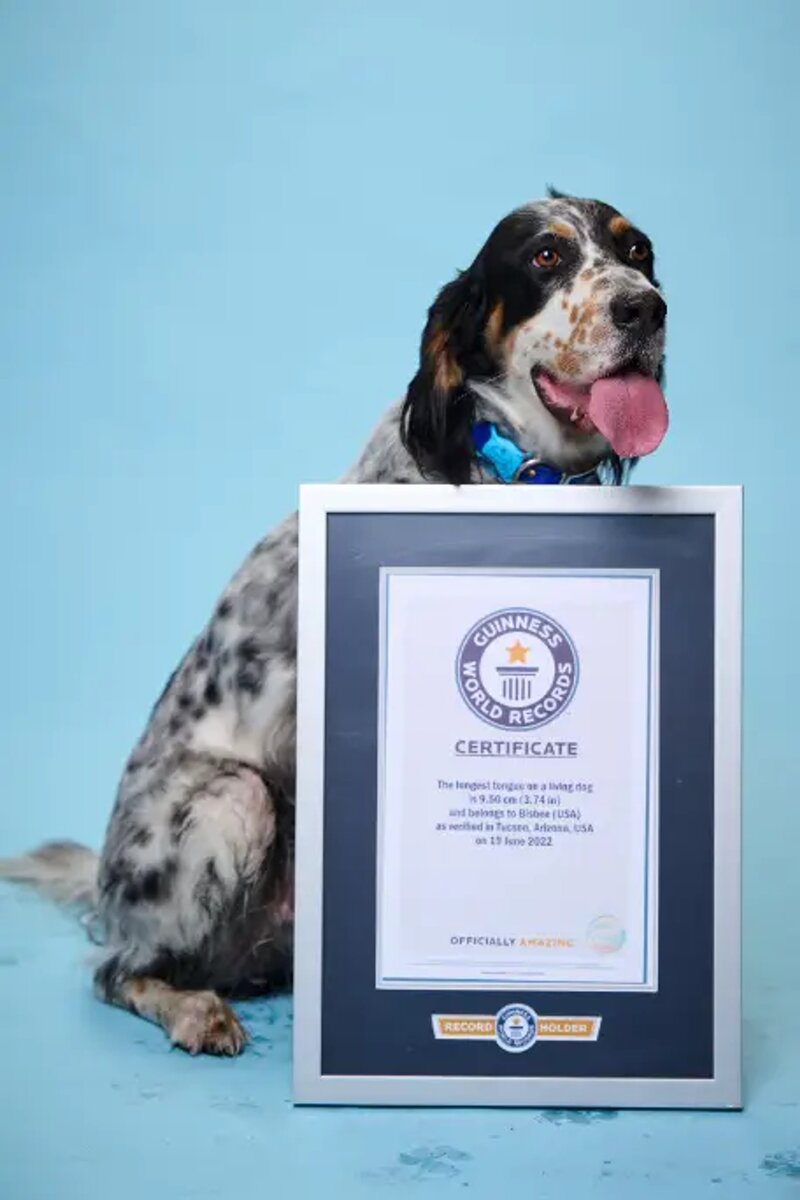    Пес Бисби — обладатель самого длинного языка в мире Фото: Guinness World Records