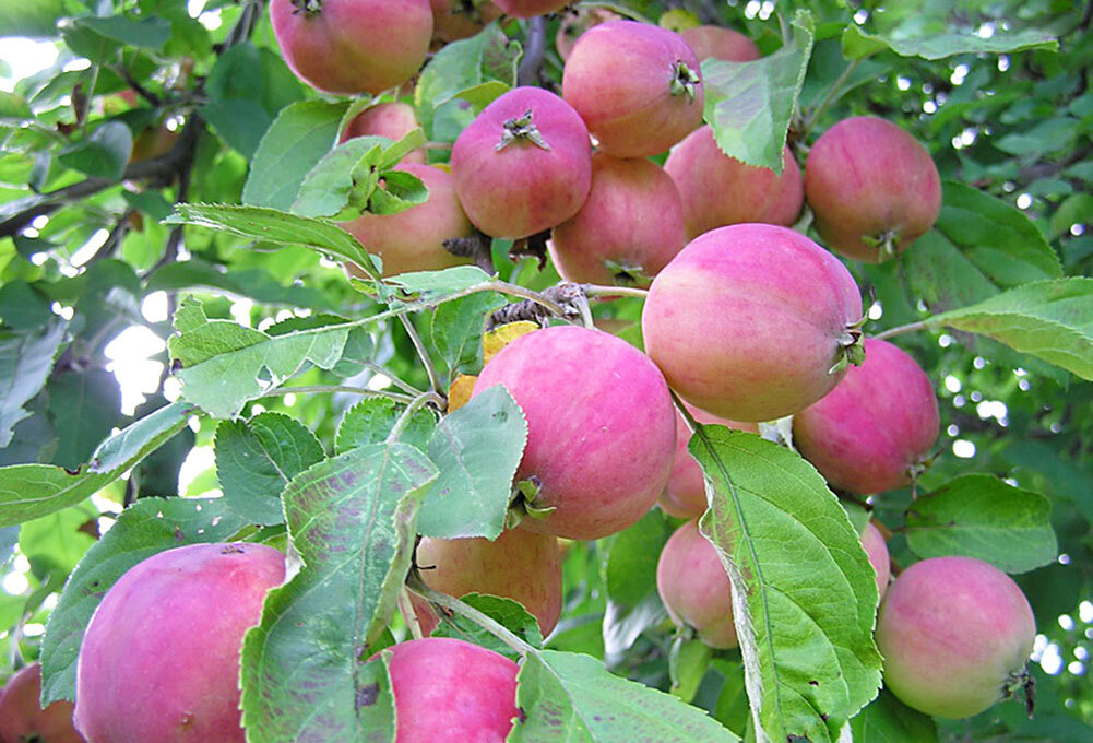 Санинская ранетка