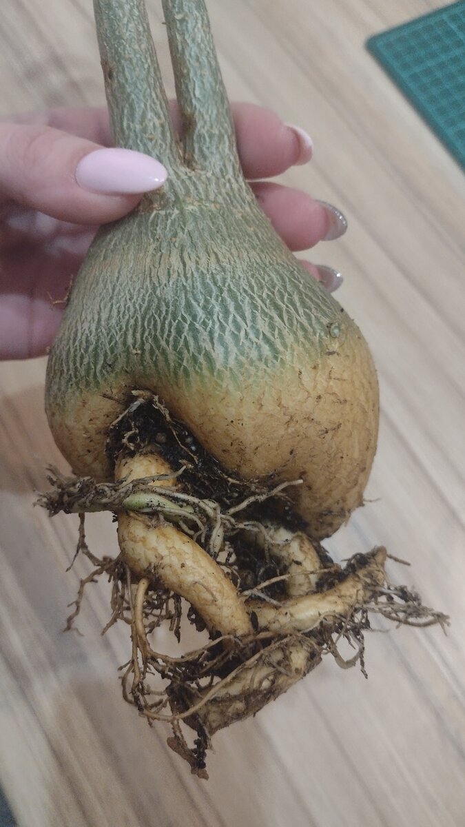 Вот такая у него "попа"