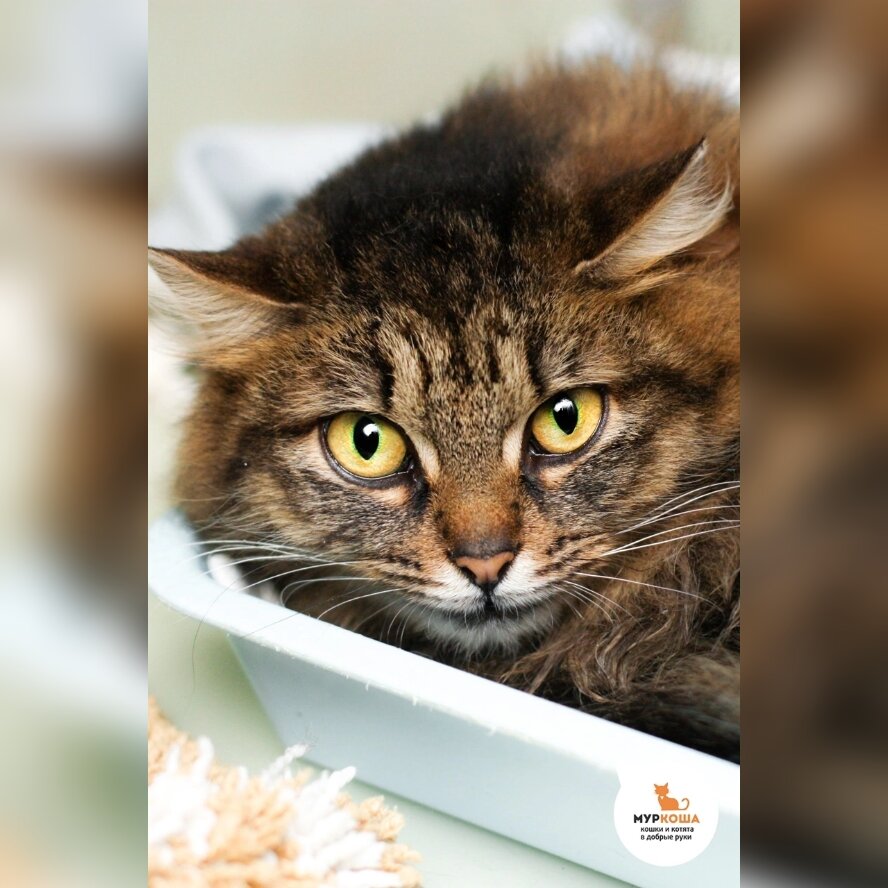 Кошечку осенью заметили на улице, в последние дни жила под машинами.