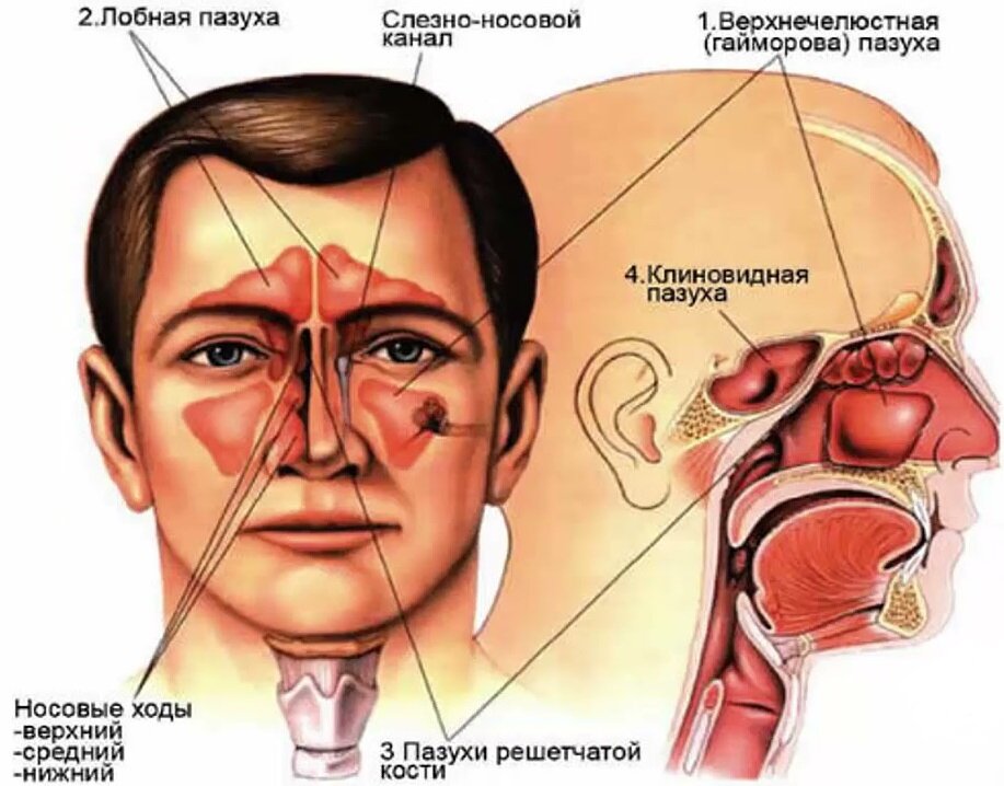 Болит в районе носа. Строение гайморовых пазух. Носовые пазухи строение гайморит. Околоносовые пазухи анатомия функции. Строение человеческого носа пазухи.