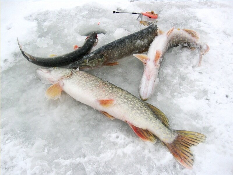 Улов на смешные жерлицы