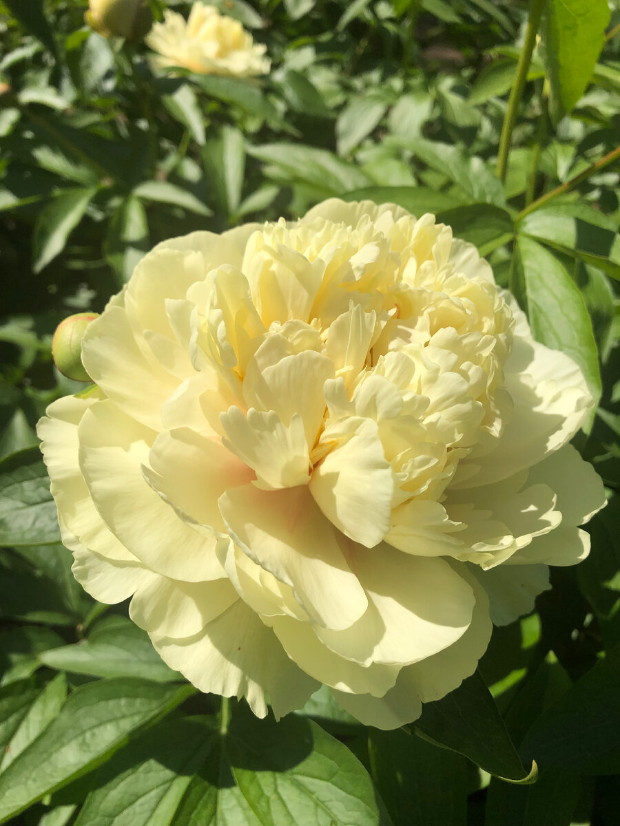 Лемон Шифон