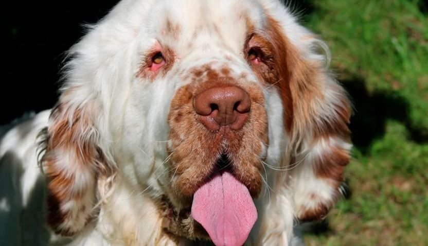      Дик, породы кламбер-спаниель ещё не старый пёс