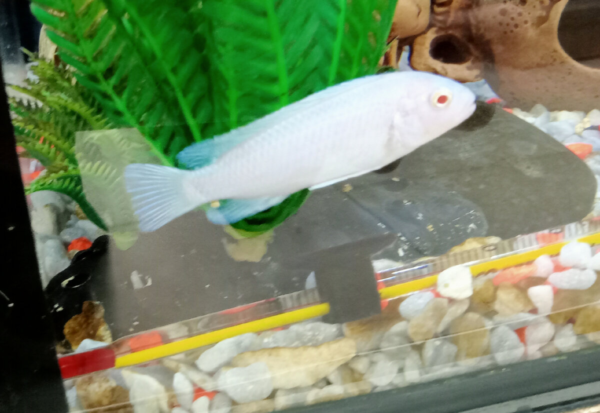 Очень скромный красавец, которому незаслуженно достался самый нижний аквариум :)