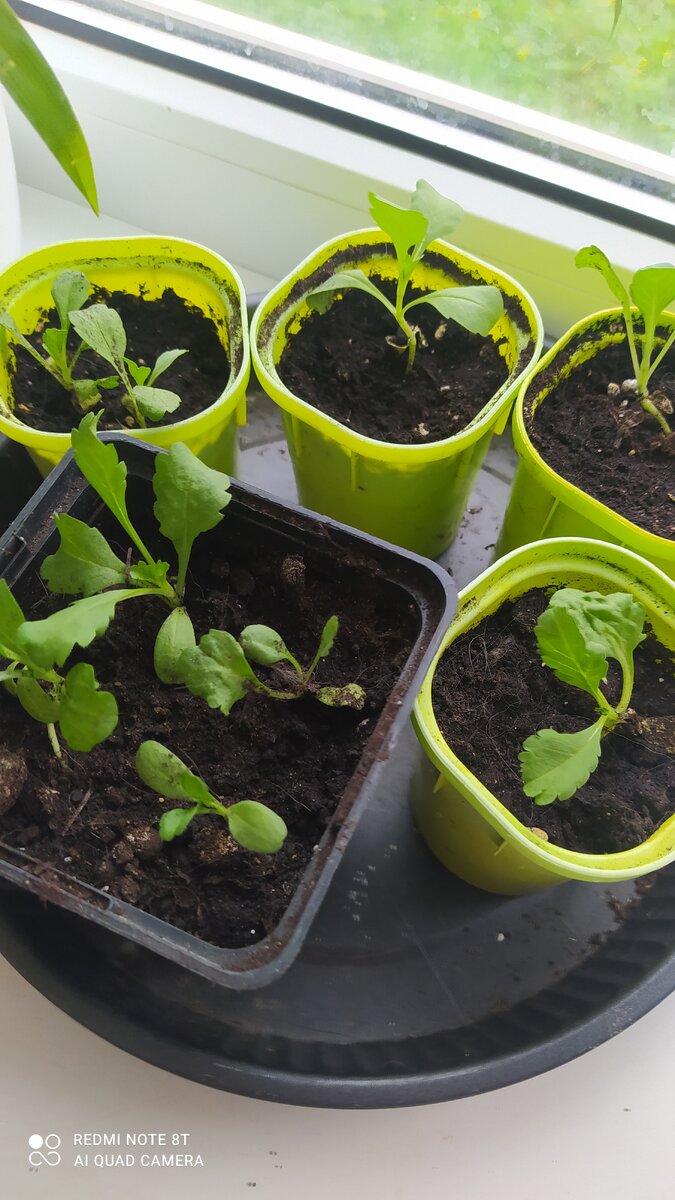 Скабиоза однолетняя