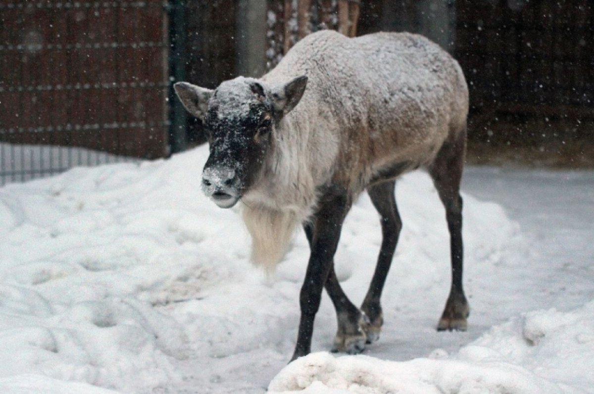    В нижегородской ИК-7 создали особые условия для пятнистого оленя